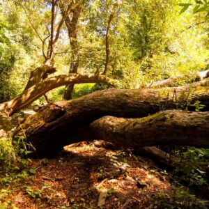 Ore Community Land Trust