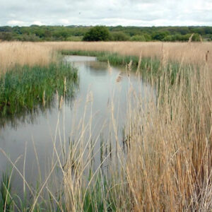 Filsham Reedbeds