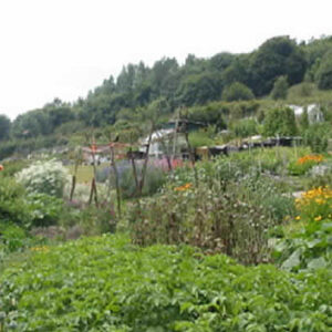 Allotments, Hastings Borough Council.